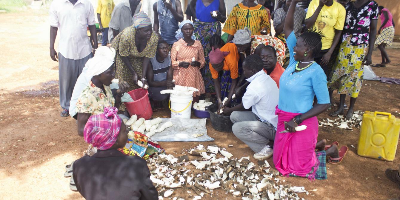 Oruukit Farmers’ Group members during a cassava variety yield tasting in Pader district. Photo credit:Oxfam Oruukit Farmers’ Group members during a cassava variety yield tasting in Pader district. Photo credit:Oxfam